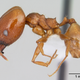 Imagen para el artículo titulado Esta especie de hormiga carnívora crea trampas con plumas para atrapar a sus presas